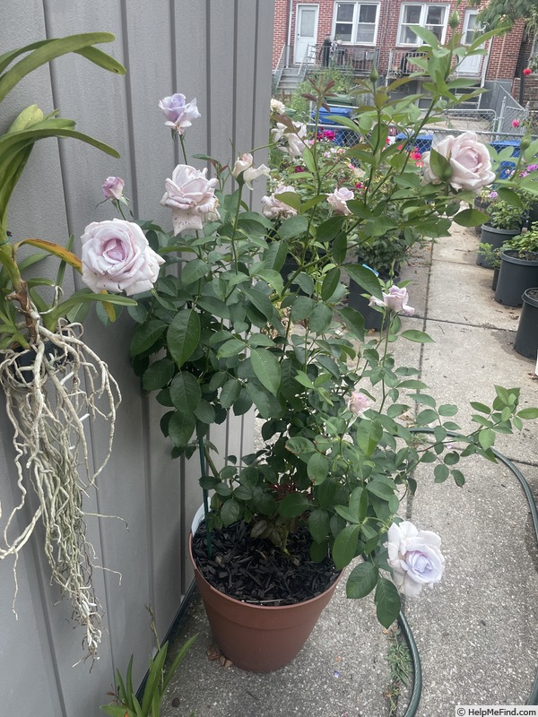 'Lagerfeld' rose photo