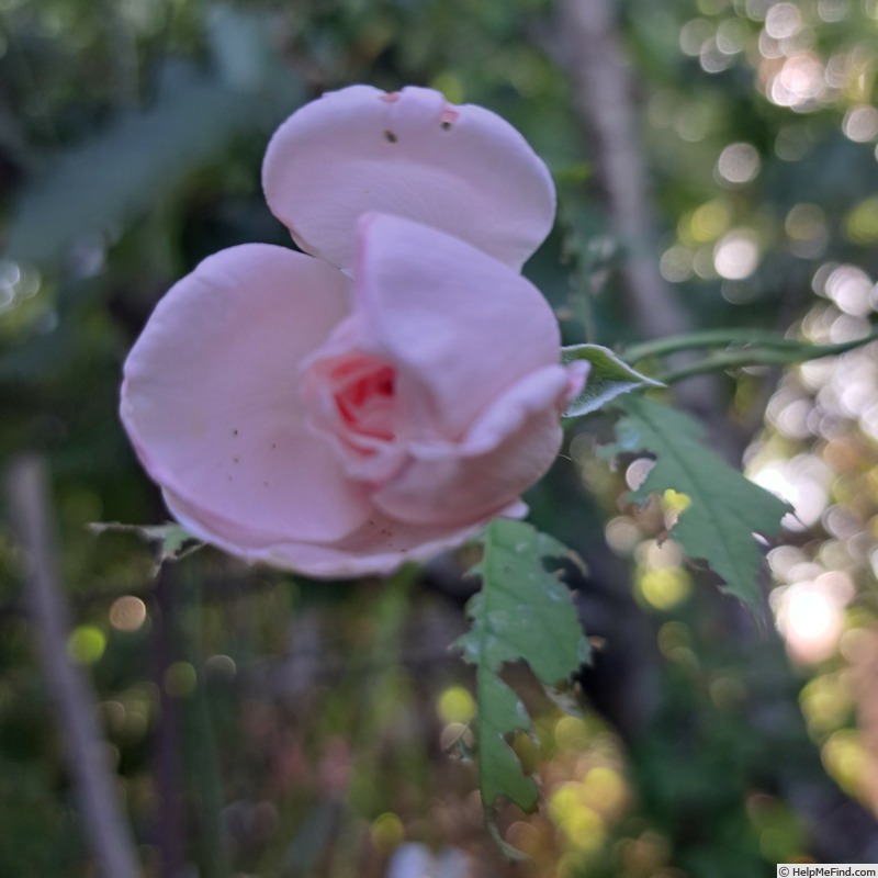 'Nahéma' rose photo