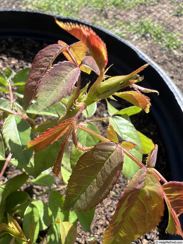 'Cinco de Mayo™ (floribunda, Carruth, 2006)' rose photo