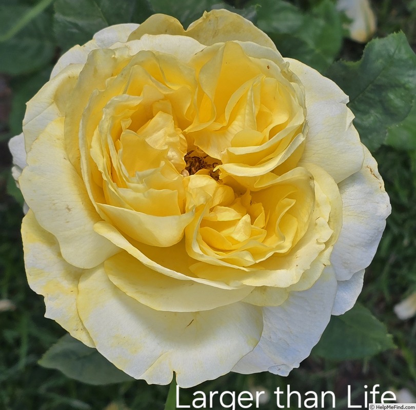 'Larger Than Life' rose photo