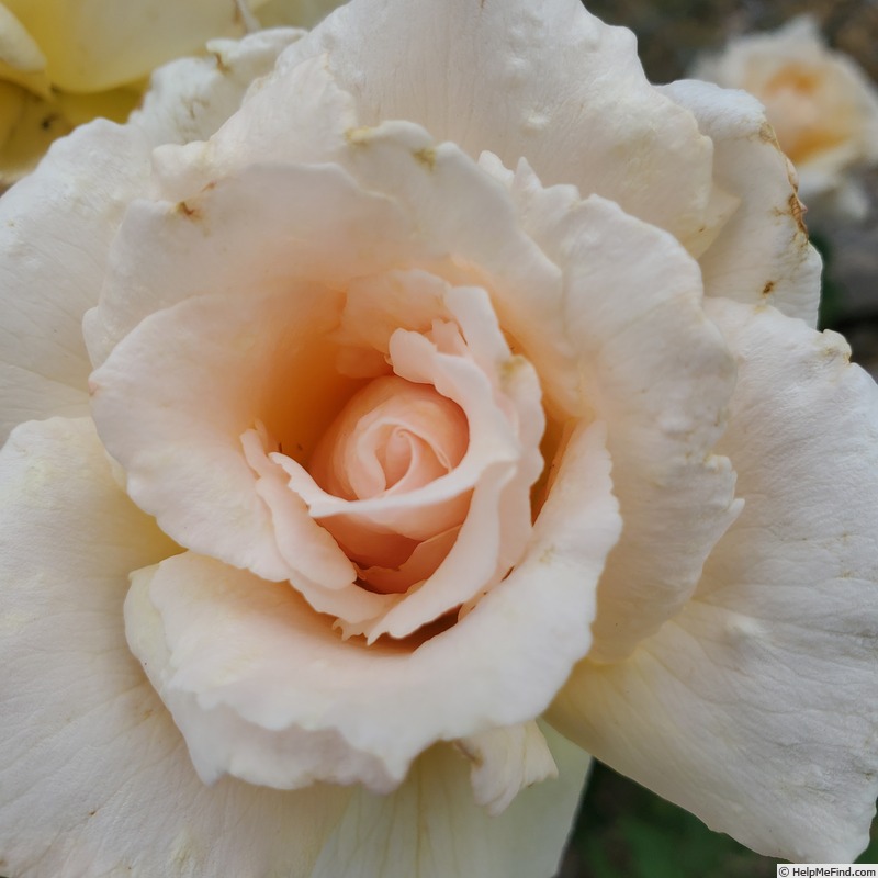'Medallion ®' rose photo