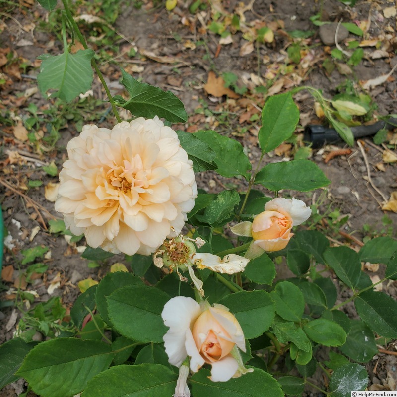 'Buff Beauty (Hybrid Musk, Bentall, 1939)' rose photo