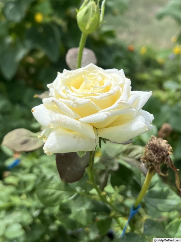 'Pope John Paul II ™ (Hybrid Tea, Zary, 2006)' rose photo