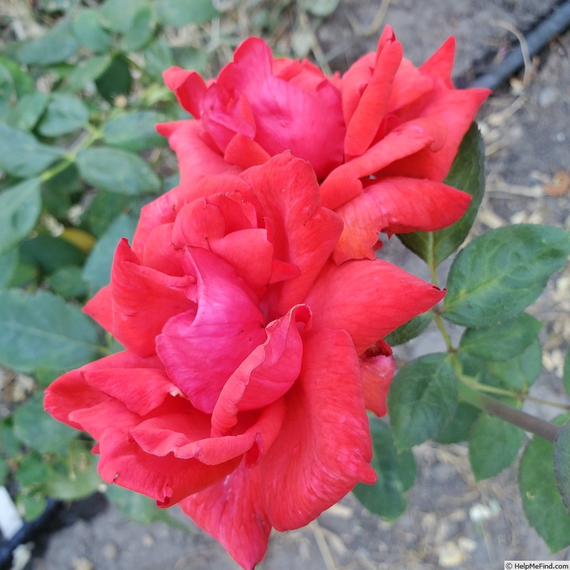 'Dolly Parton' rose photo