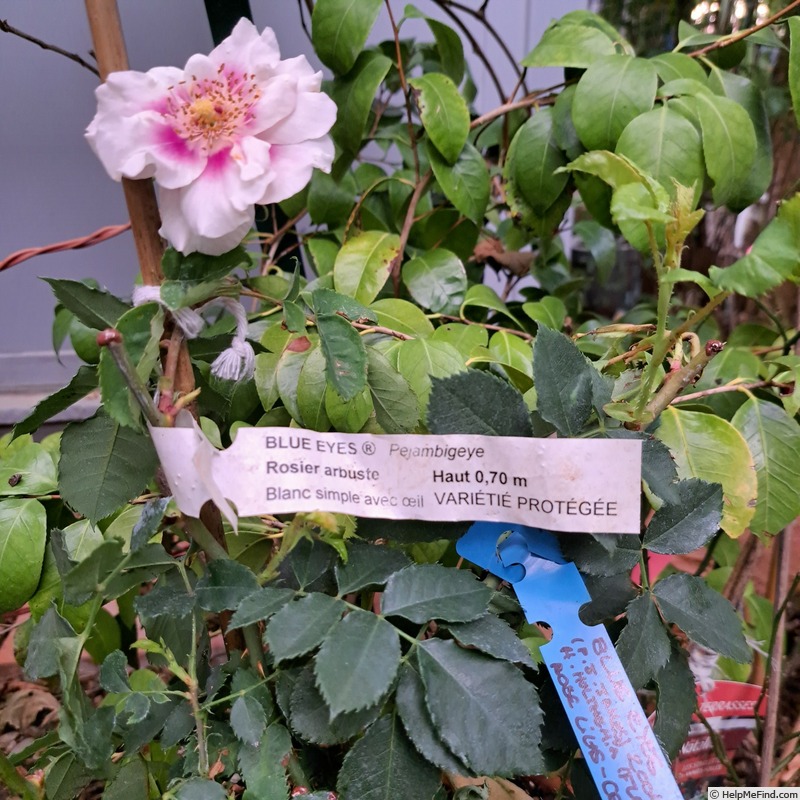 'Blue Eyes ® (floribunda, James 2004)' rose photo