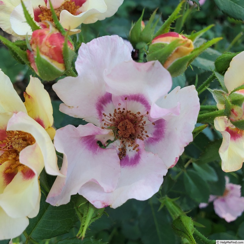 'In Your Eyes™' rose photo