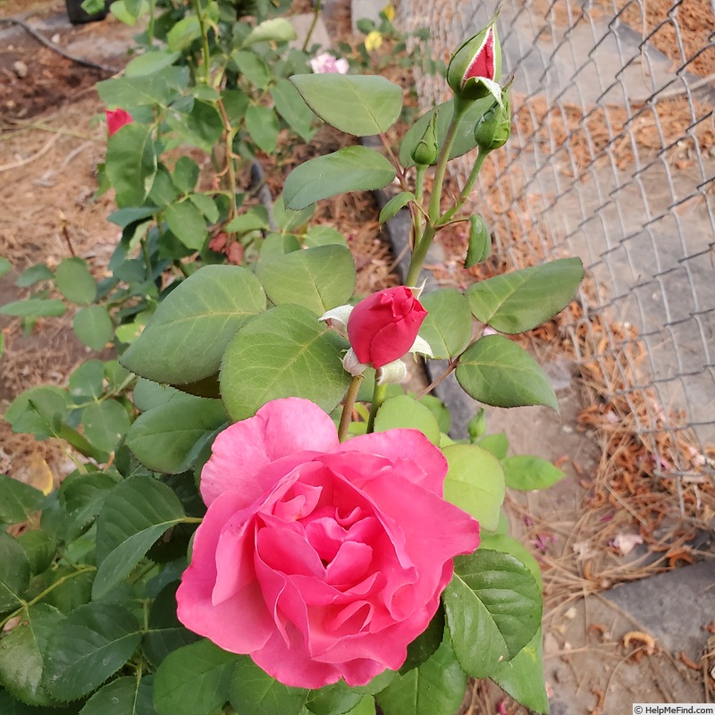 'Dee-Lish' rose photo