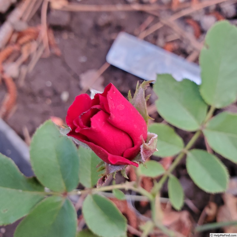 'Mirandy (Hybrid Tea, Lammerts 1944)' rose photo