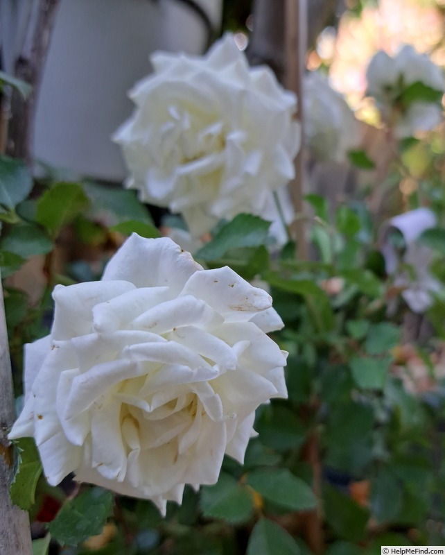'Schneeküsschen ® (miniature, Kordes 2005/16)' rose photo