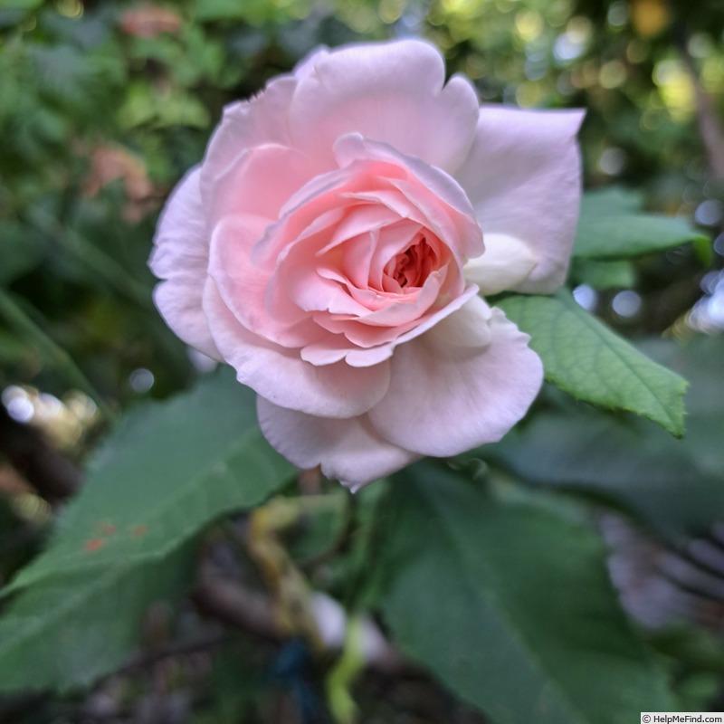 'Nahéma' rose photo