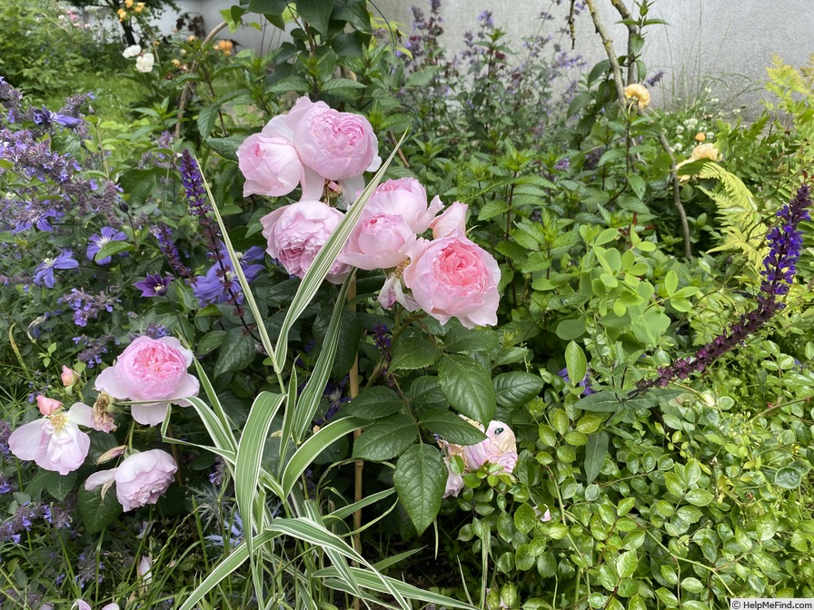 'The Ancient Mariner' rose, click to enlarge 'The Ancient Mariner' rose photo
