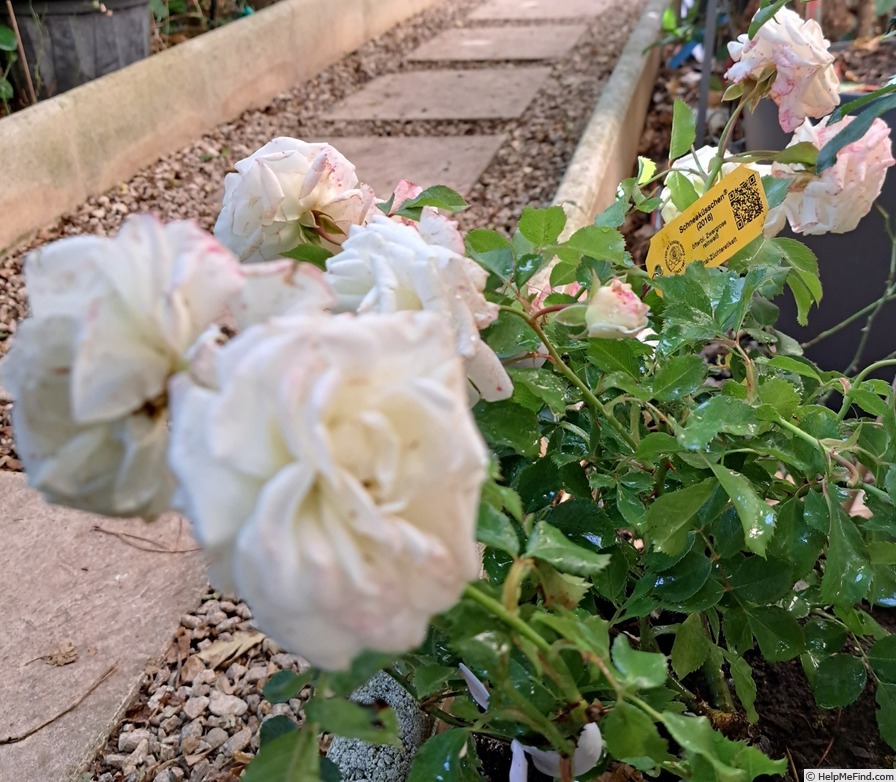 'Schneeküsschen ® (miniature, Kordes 2005/16)' rose photo