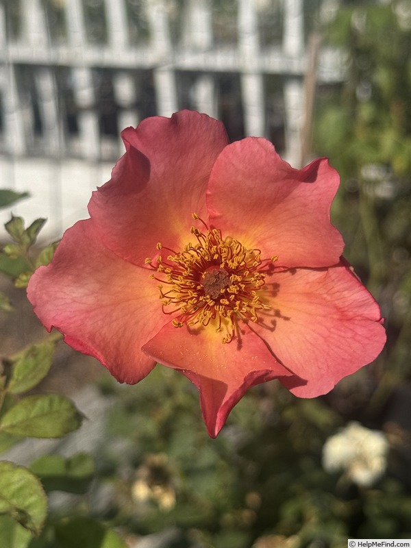 'Morning Mist (shrub, Austin, 1996)' rose photo