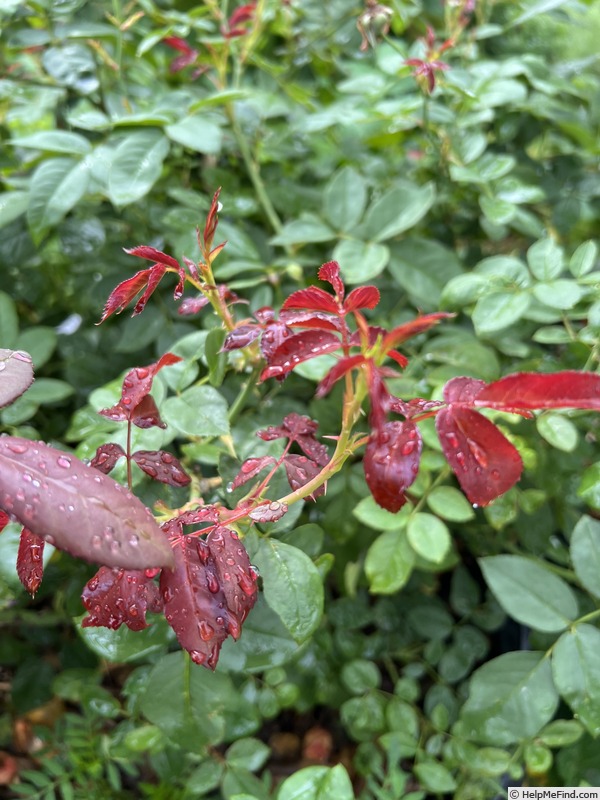'Cinco de Mayo™ (floribunda, Carruth, 2006)' rose photo