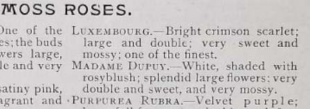 'Dixie Nursery, H. H. Sanford & Co. Archive 1895 (closed)'  photo