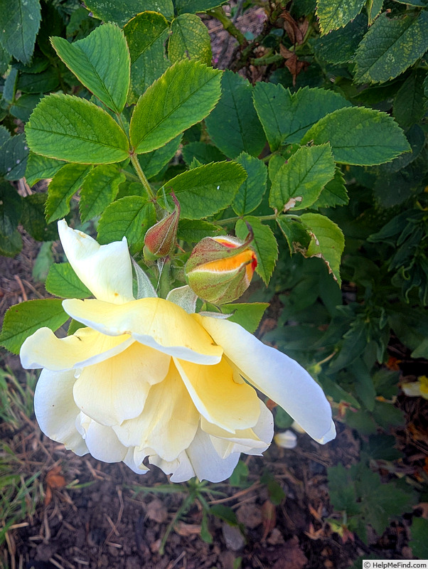 'Yellow Dagmar Hastrup' rose, click to enlarge 'Yellow Dagmar Hastrup' rose photo