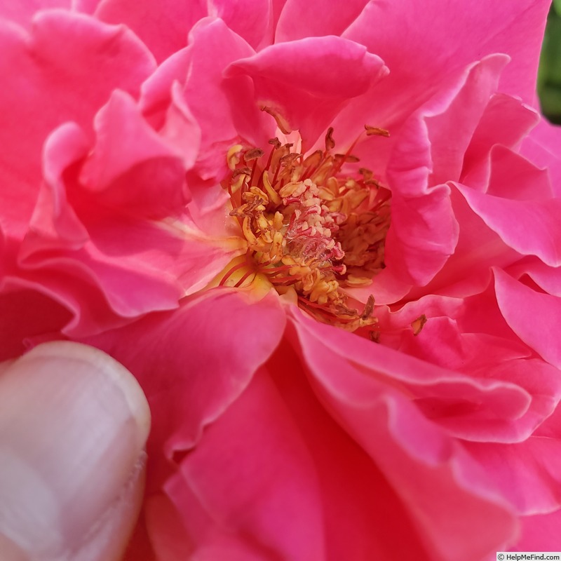 'Perfume Delight' rose photo