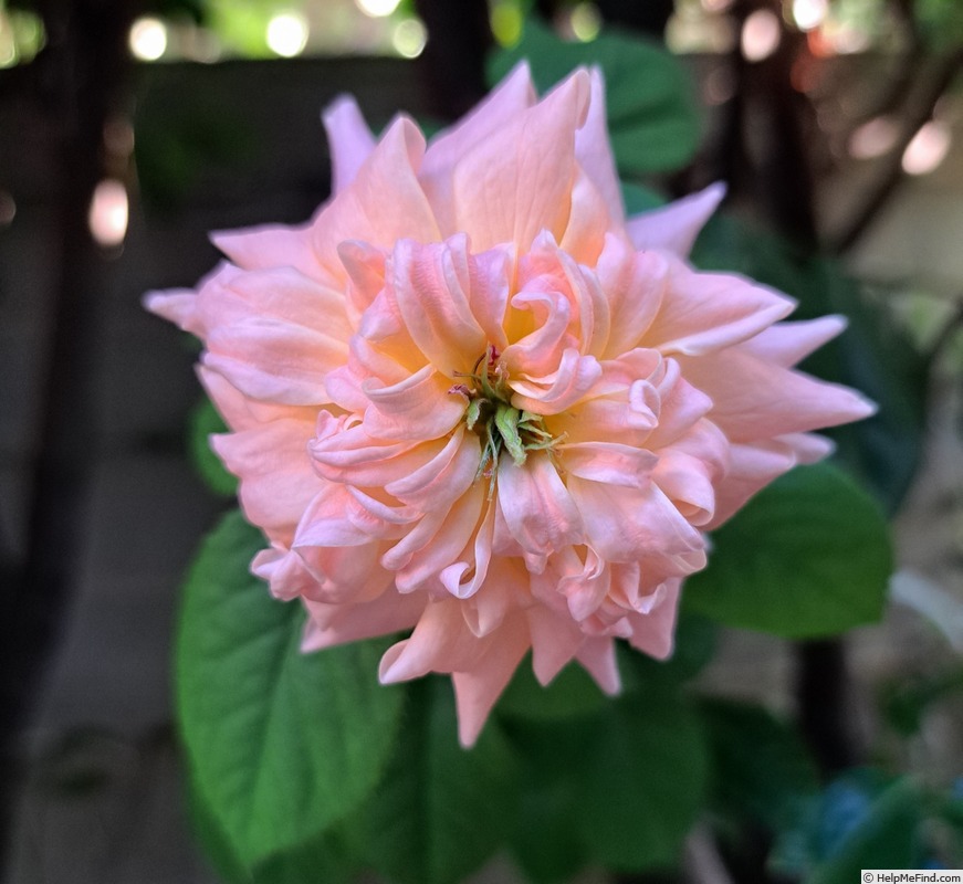 'King Arthur ® (floribunda, Harkness, 1988)' rose photo