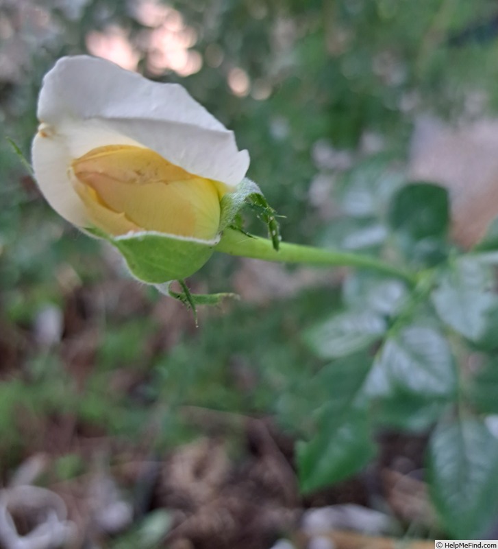 'Elvis ® (hybrid tea, Adam, 2004)' rose photo