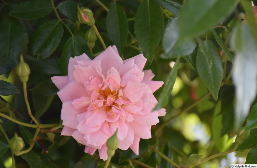 'Mel's Heritage' rose, click to enlarge 'Mel's Heritage' rose photo