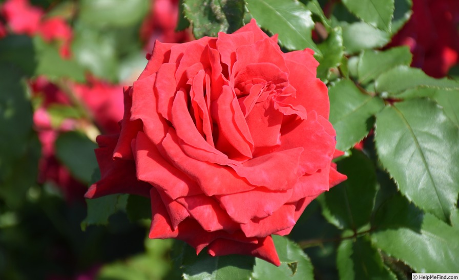 'Rose Osaka' rose photo