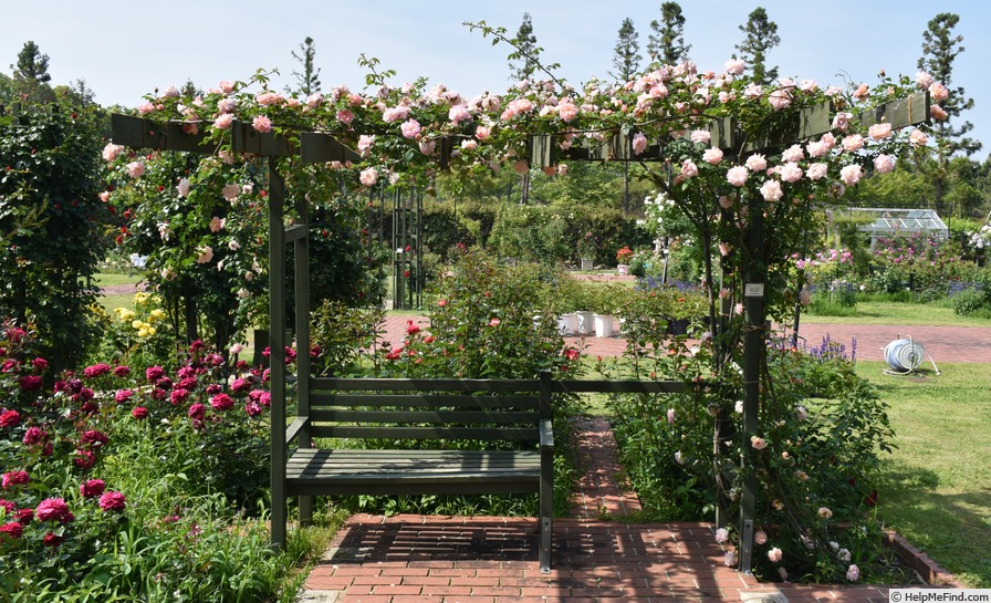 'René André (Rambler, Barbier, 1900)' rose photo