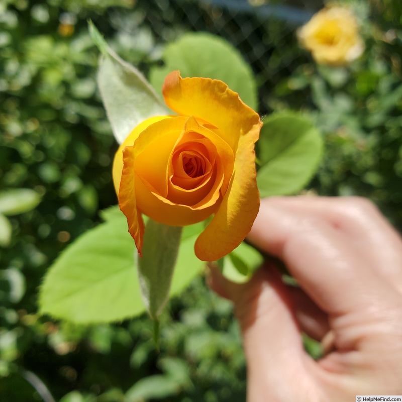 'Gold Glow' rose photo