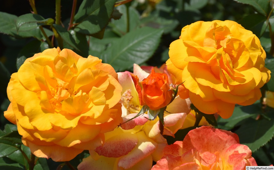 'Good as Gold (hybrid tea, Carruth 2013)' rose photo