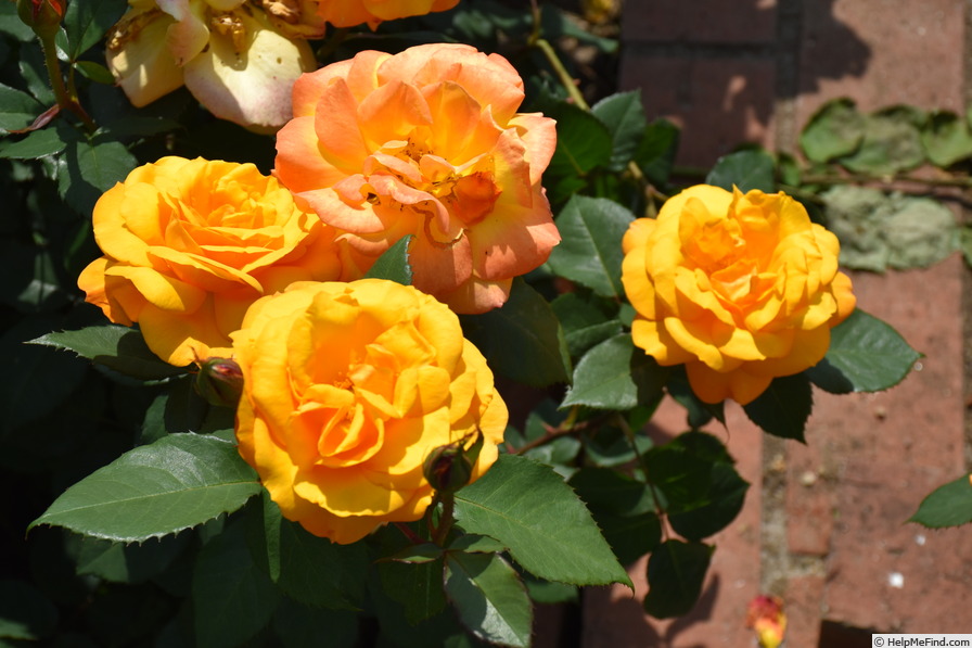 'Good as Gold (hybrid tea, Carruth 2013)' rose photo