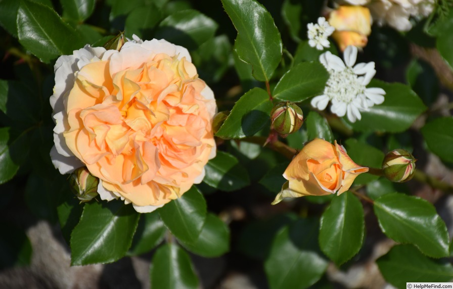 'Sangerhausen Jubilee' rose photo