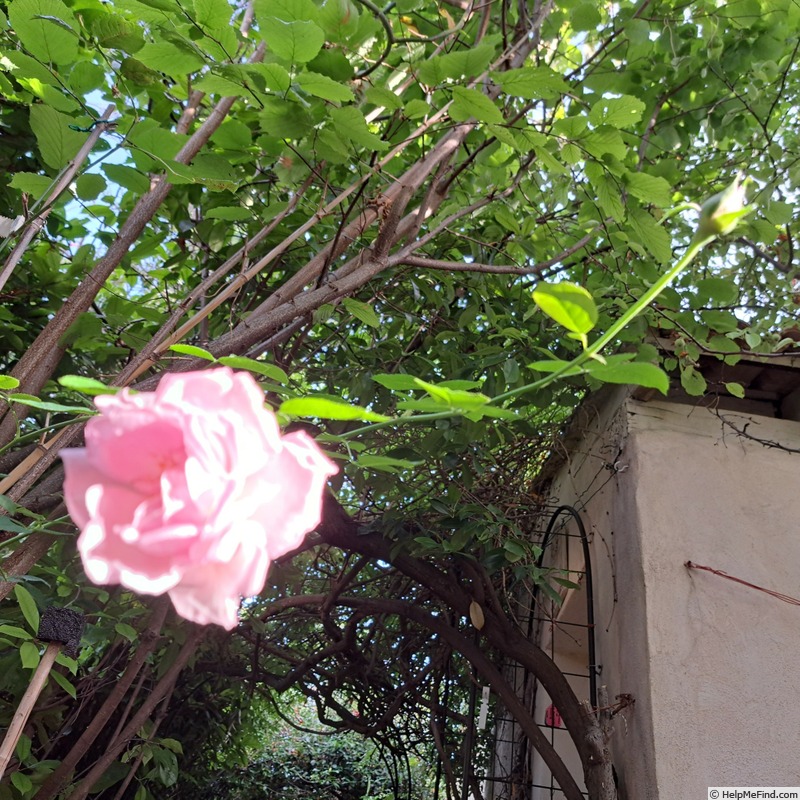 'Rose Synactif by Shiseido' rose photo