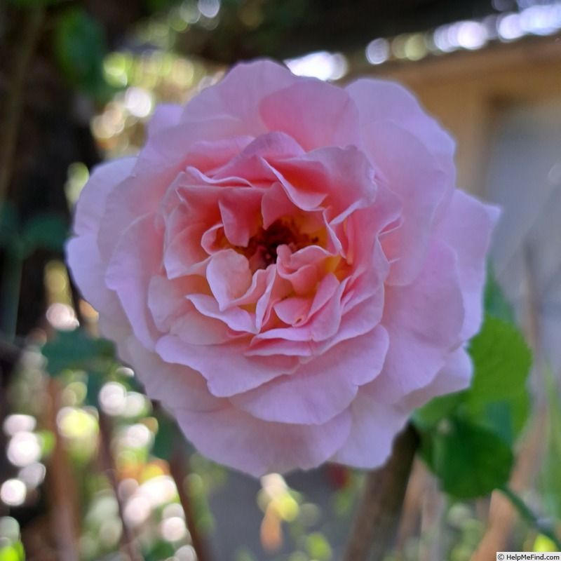'Pink Paradise (hybrid tea, Delbard, 2004/11)' rose photo