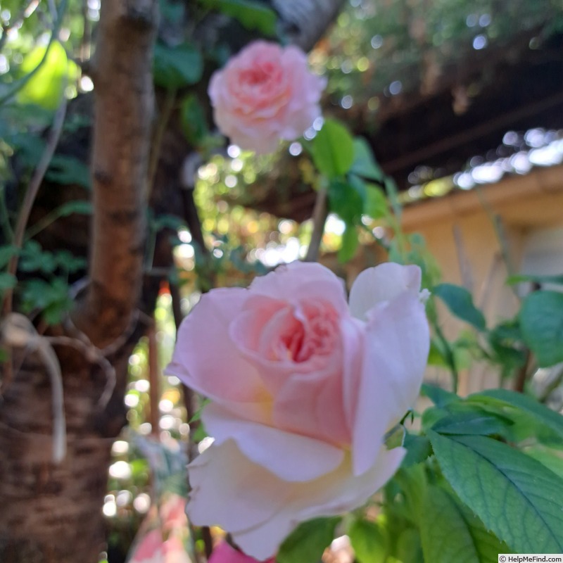 'Pink Paradise (hybrid tea, Delbard, 2004/11)' rose, click to enlarge 'Pink Paradise (hybrid tea, Delbard, 2004/11)' rose photo