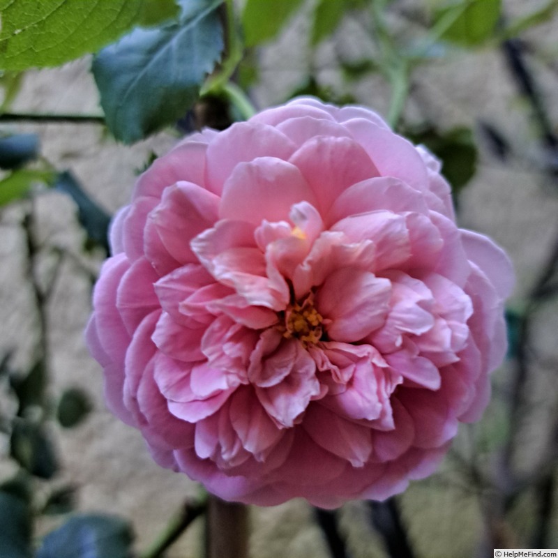 'Princess Alexandra of Kent' rose photo