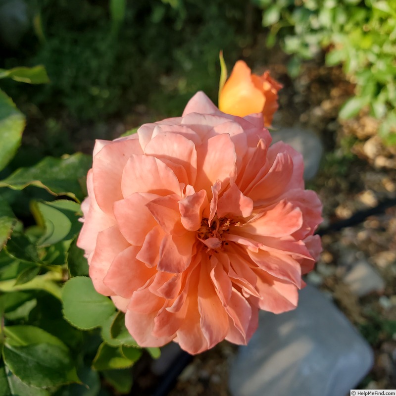 'Adobe Sunrise™' rose photo