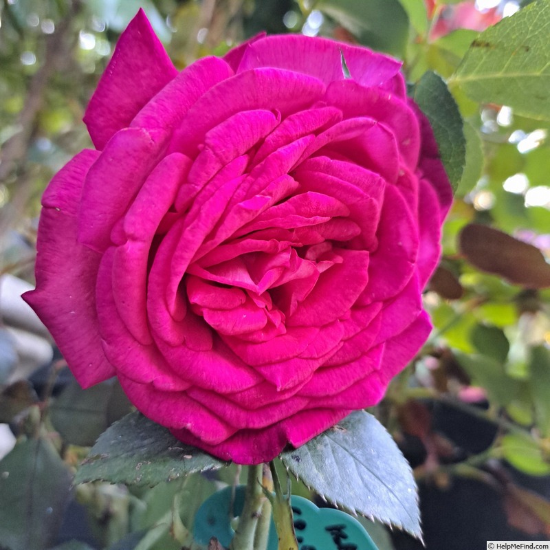 'Kazatchok ®' rose photo