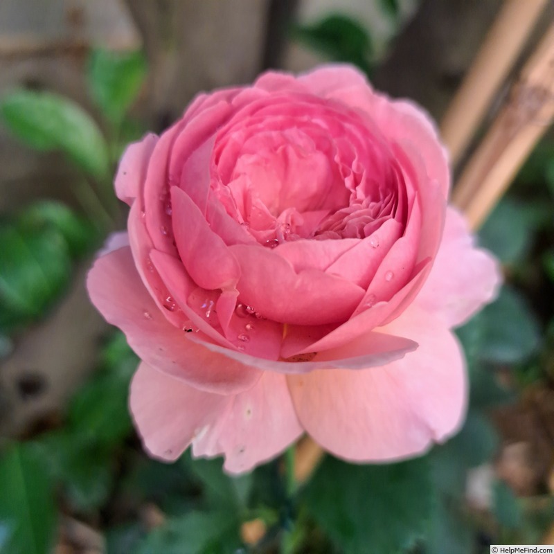 'Princess Alexandra of Kent' rose photo
