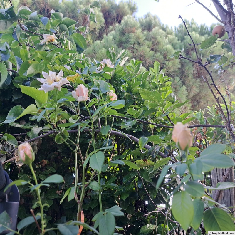 'Paul Ricard ®' rose photo