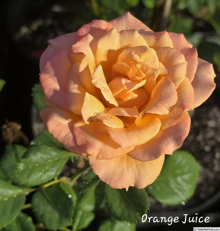 'Orange Juice' rose, click to enlarge 'Orange Juice' rose photo