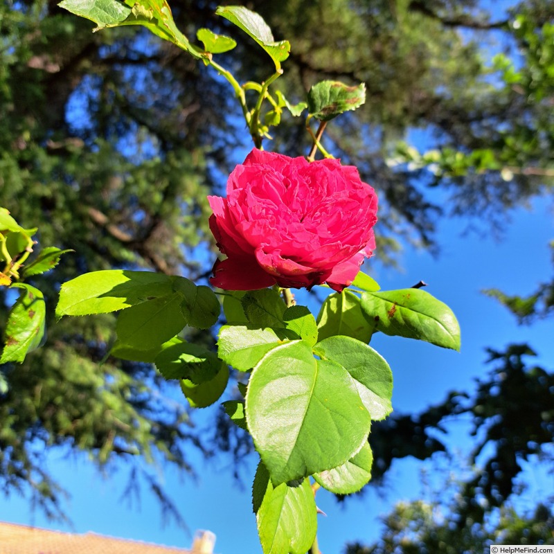 'Ruban Rouge ® (shrub, Meilland 2012)' rose, click to enlarge 'Ruban Rouge ® (shrub, Meilland 2012)' rose photo