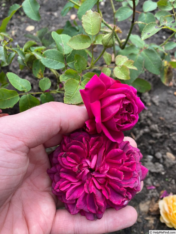 'William Shakespeare ® (shrub, Austin 1987)' rose photo