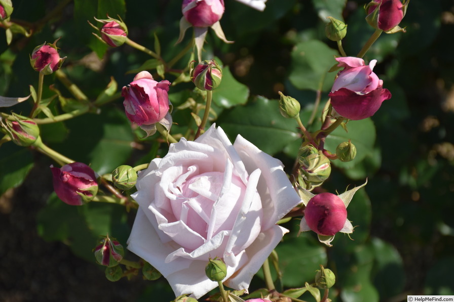 'Madame Léon Pain' rose photo