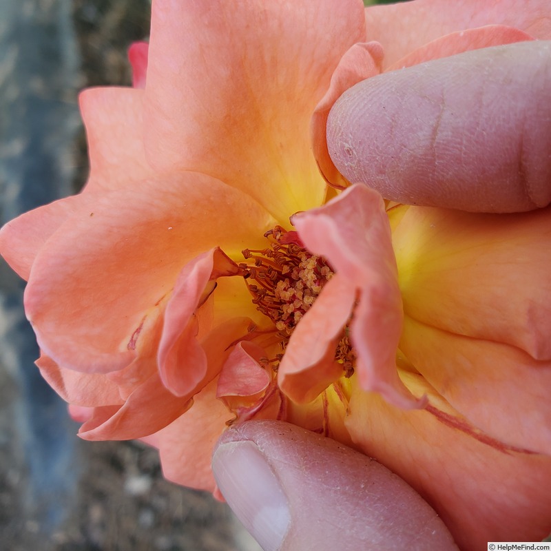 'Mojave' rose photo