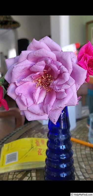 'Mamy Blue ®' rose photo
