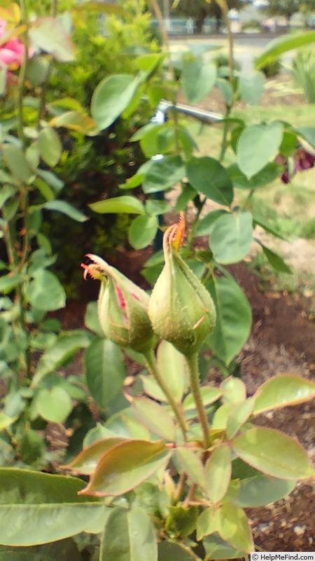 'High Esteem' rose, click to enlarge 'High Esteem' rose photo