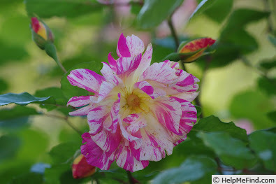 'Emma's Whims' rose photo