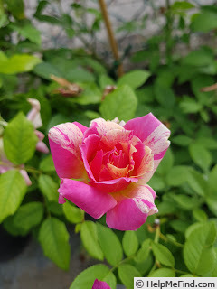 'Emma's Whims' rose photo