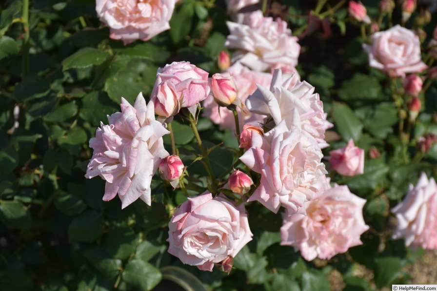 'Ma Perkins' rose photo