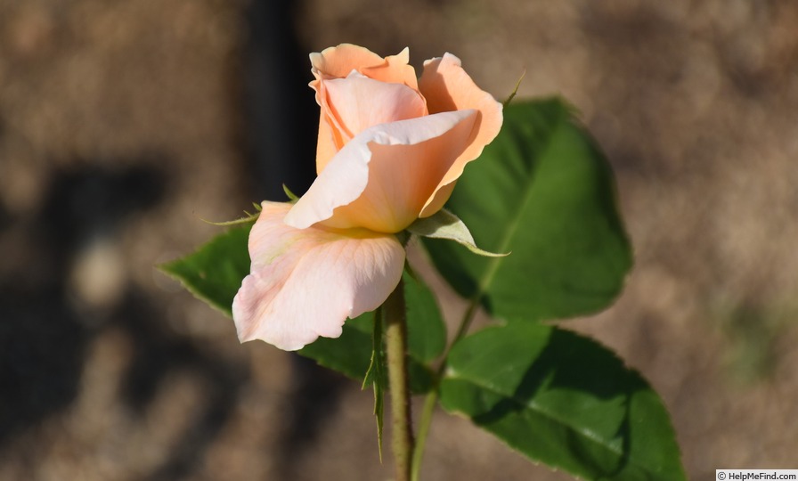 'Madame Albert Barbier' rose, click to enlarge 'Madame Albert Barbier' rose photo