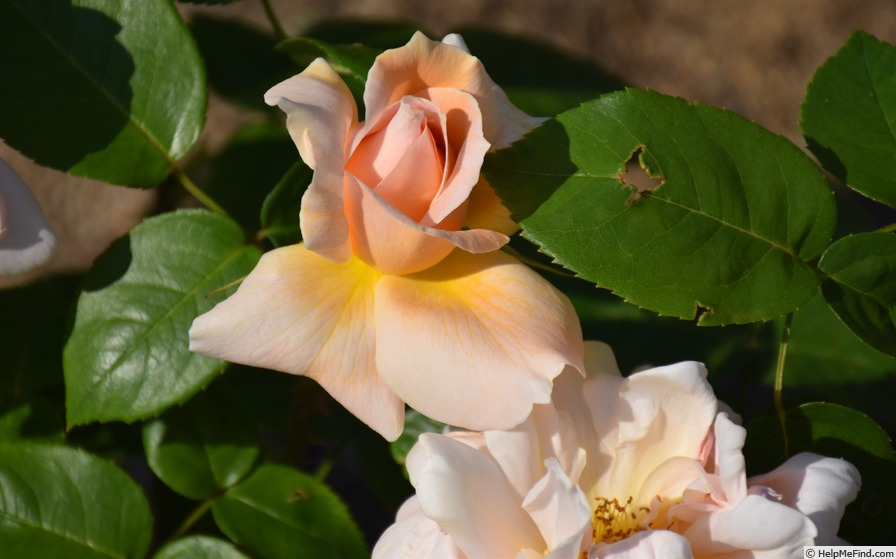 'Madame Albert Barbier' rose, click to enlarge 'Madame Albert Barbier' rose photo